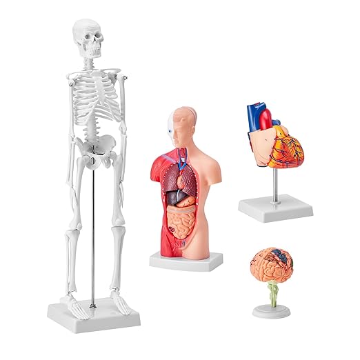 VEVOR Human Anatomy Models Bundle Set, Brain, Human Torso Body, Heart, Skeleton Model Set of 4, Hands-on 3D Model Study Tools Teaching Models for Physiology Students or as Educational Kit for Kids
