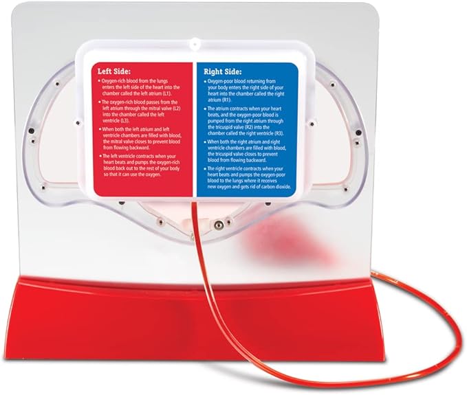 Learning Resources Pumping Heart Model - Science Classroom Must Haves, STEM Student Essentials, Practice Anatomy, Cardiology Artery and Veins Study Tools, Back to School Supplies for Teachers