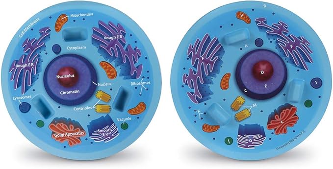 Learning Resources Cross-Section Animal Cell Model - STEM Biology Gifts, Molecular Science Activities , Microbiology ,Classroom and Teacher Must Haves, Homeschool Materials, Model Kit Tools