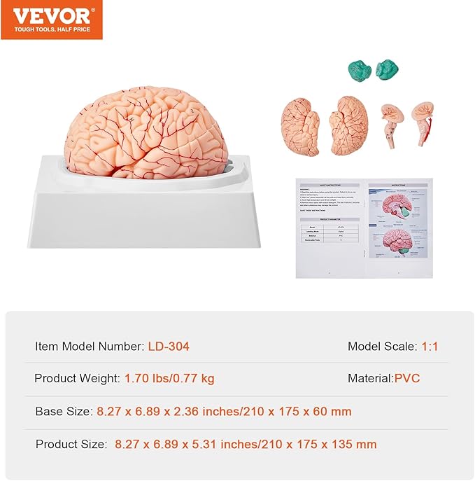 VEVOR Human Brain Anatomy Model - 9-Part Life Size Brain with Color-Coded Artery for Science Classroom Study & Display