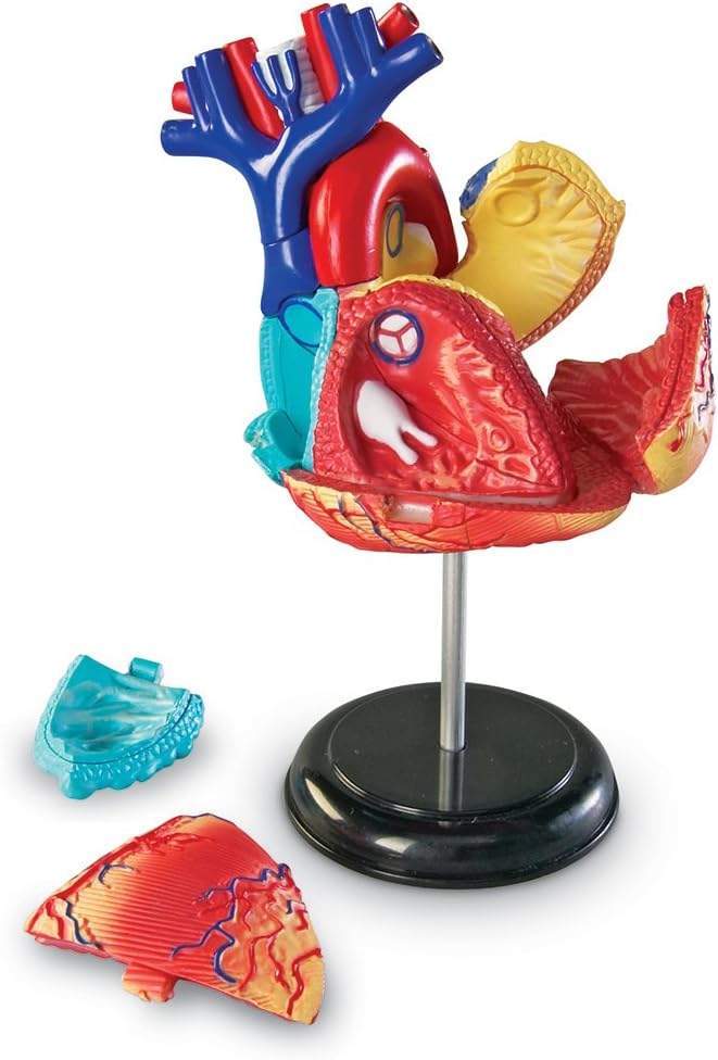 Learning Resources Human Heart Model, Anatomy and Science Classroom Must Haves, Body Model, STEM Study Tools, Back to School Kits, Homeschool Gifts for Students