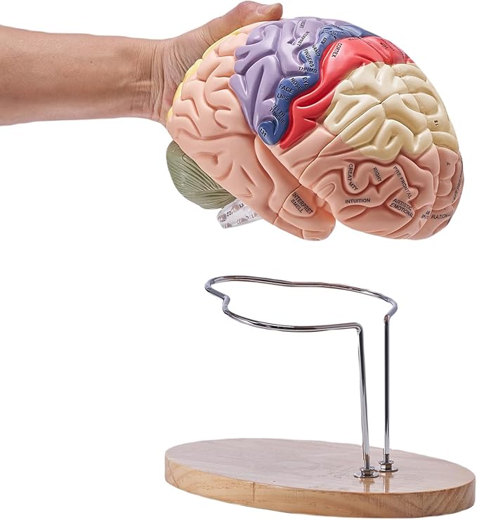 VEVOR 4-Part Human Brain Model Anatomy with Labels & Display Base, Color-Coded Life Size Human Brain Anatomical Model for Science Classroom Study & Display