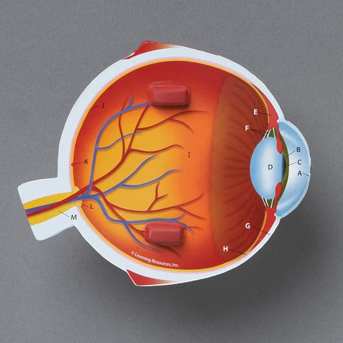 Learning Resources Soft Foam Cross-Section Human Eye Model - 3D Model for Kids, Biology Classroom Supplies & Science Equipment, Human Anatomy and Physiology Study Tools, Science Classroom Decor