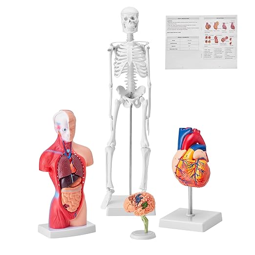 VEVOR Human Anatomy Models Bundle Set, Brain, Human Torso Body, Heart, Skeleton Model Set of 4, Hands-on 3D Model Study Tools Teaching Models for Physiology Students or as Educational Kit for Kids