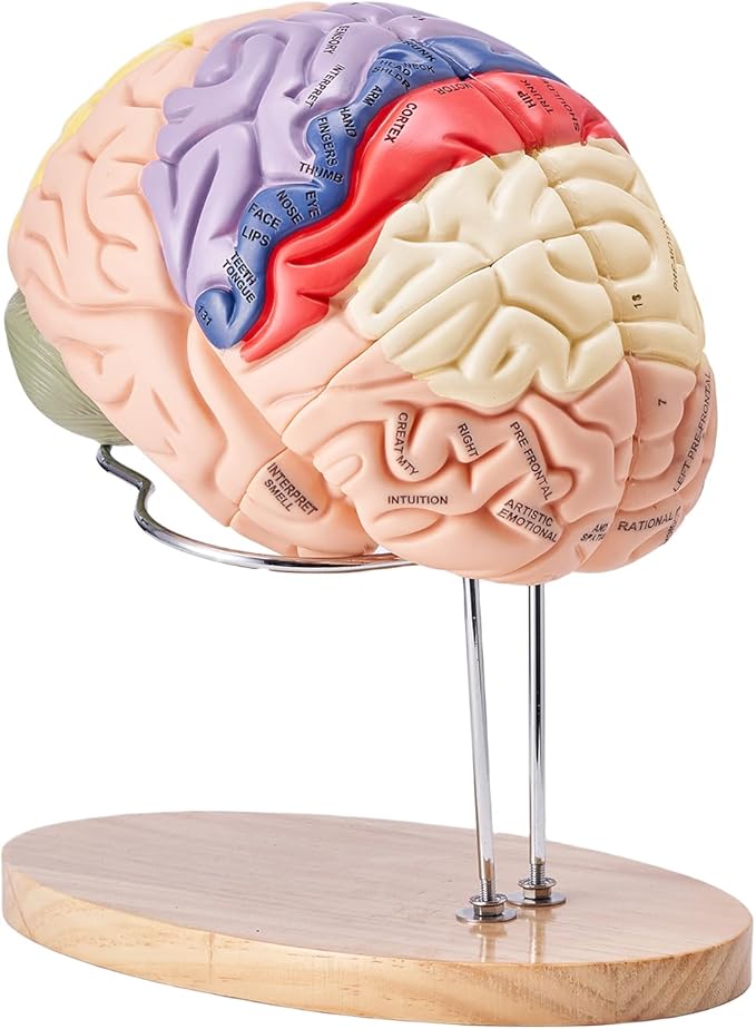 VEVOR 4-Part Human Brain Model Anatomy with Labels & Display Base, Color-Coded Life Size Human Brain Anatomical Model for Science Classroom Study & Display