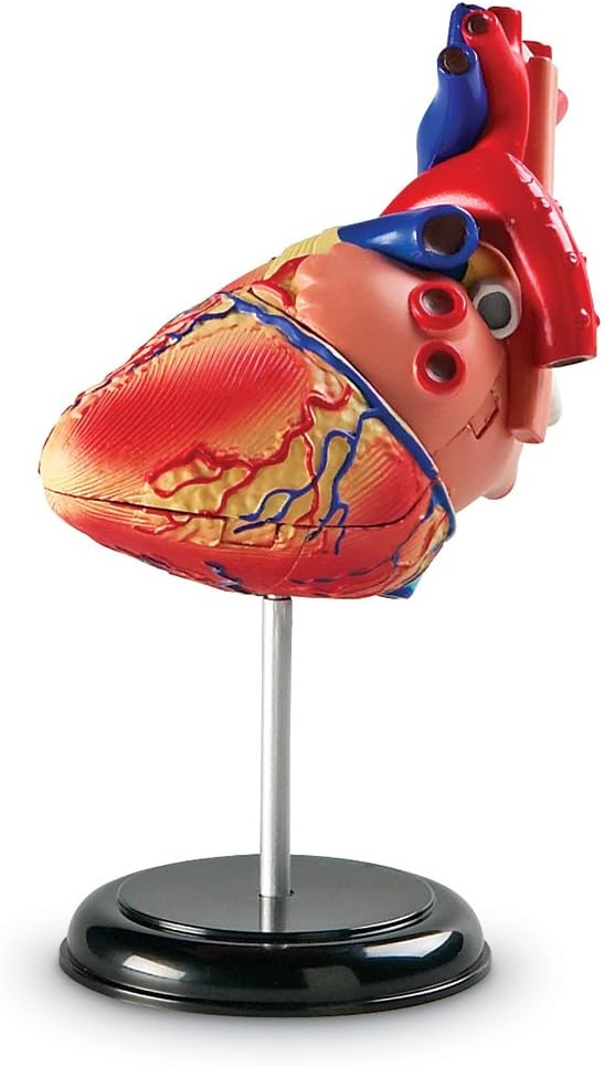 Learning Resources Human Heart Model, Anatomy and Science Classroom Must Haves, Body Model, STEM Study Tools, Back to School Kits, Homeschool Gifts for Students