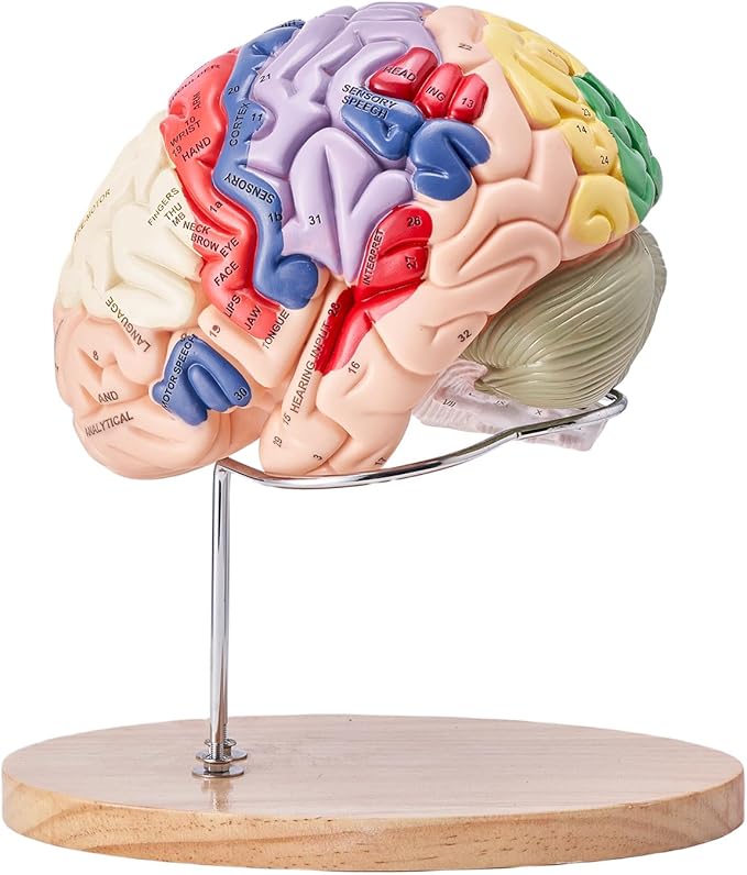 VEVOR 4-Part Human Brain Model Anatomy with Labels & Display Base, Color-Coded Life Size Human Brain Anatomical Model for Science Classroom Study & Display
