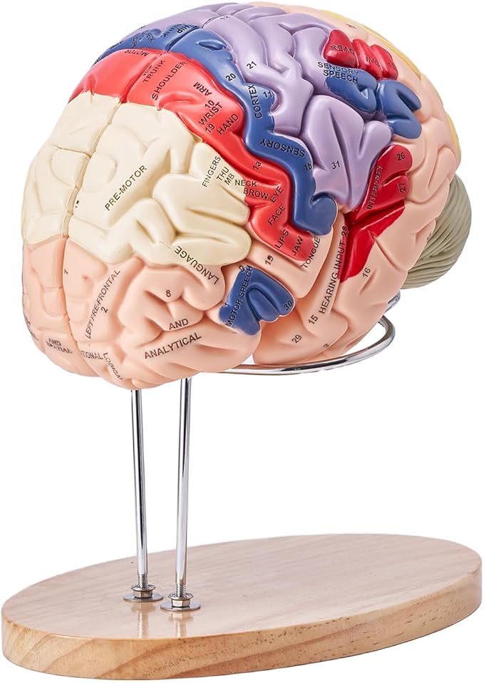 VEVOR 4-Part Human Brain Model Anatomy with Labels & Display Base, Color-Coded Life Size Human Brain Anatomical Model for Science Classroom Study & Display