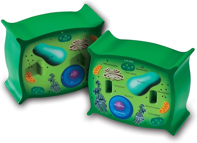 Learning Resources Cross-Section Plant Cell Model, Plant Anatomy, Science Classroom Accessories, 2 Foam Pieces
