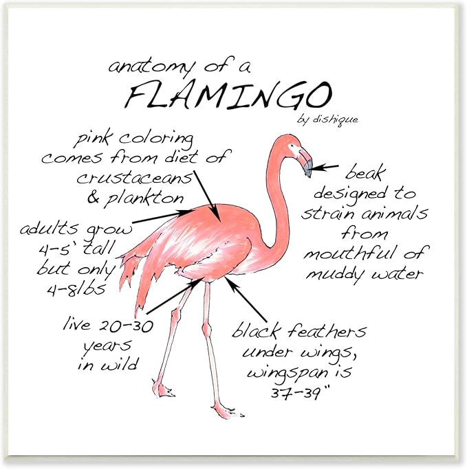 Stupell Industries Flamingo Bird Facts Chart Educational Wildlife Animals, Design by Dishique