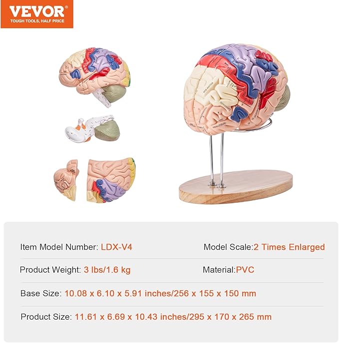 VEVOR 4-Part Human Brain Model Anatomy with Labels & Display Base, Color-Coded Life Size Human Brain Anatomical Model for Science Classroom Study & Display