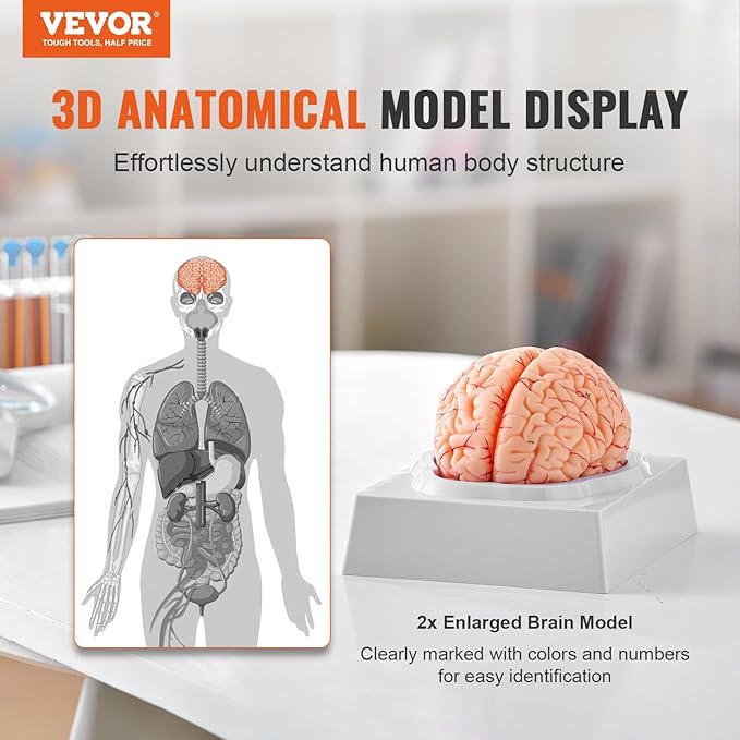 VEVOR Human Brain Anatomy Model - 9-Part Life Size Brain with Color-Coded Artery for Science Classroom Study & Display