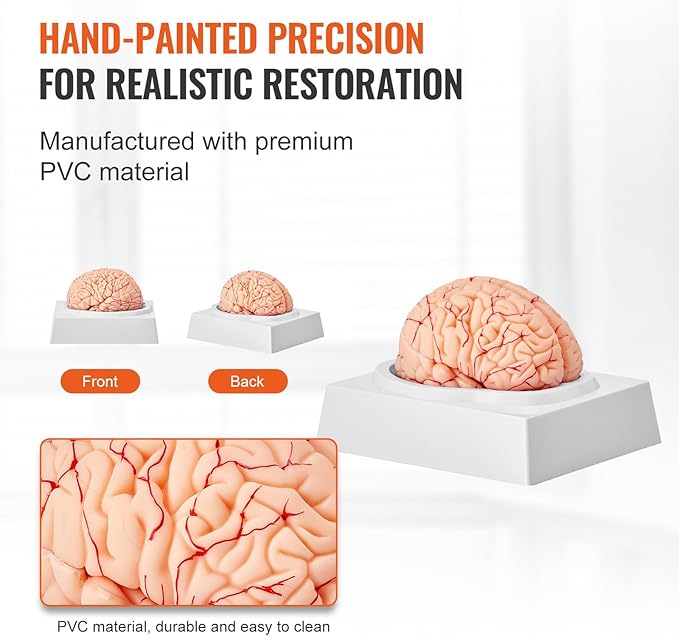 VEVOR Human Brain Anatomy Model - 9-Part Life Size Brain with Color-Coded Artery for Science Classroom Study & Display