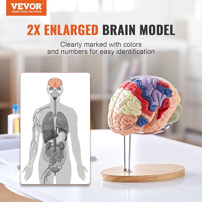 VEVOR 4-Part Human Brain Model Anatomy with Labels & Display Base, Color-Coded Life Size Human Brain Anatomical Model for Science Classroom Study & Display