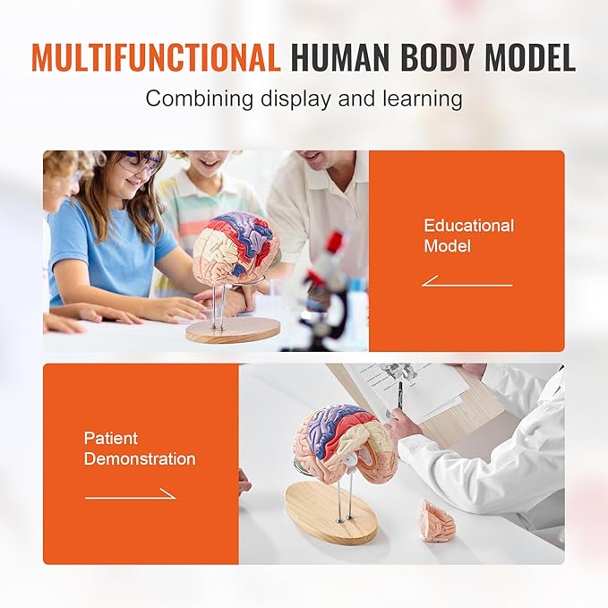 VEVOR 4-Part Human Brain Model Anatomy with Labels & Display Base, Color-Coded Life Size Human Brain Anatomical Model for Science Classroom Study & Display