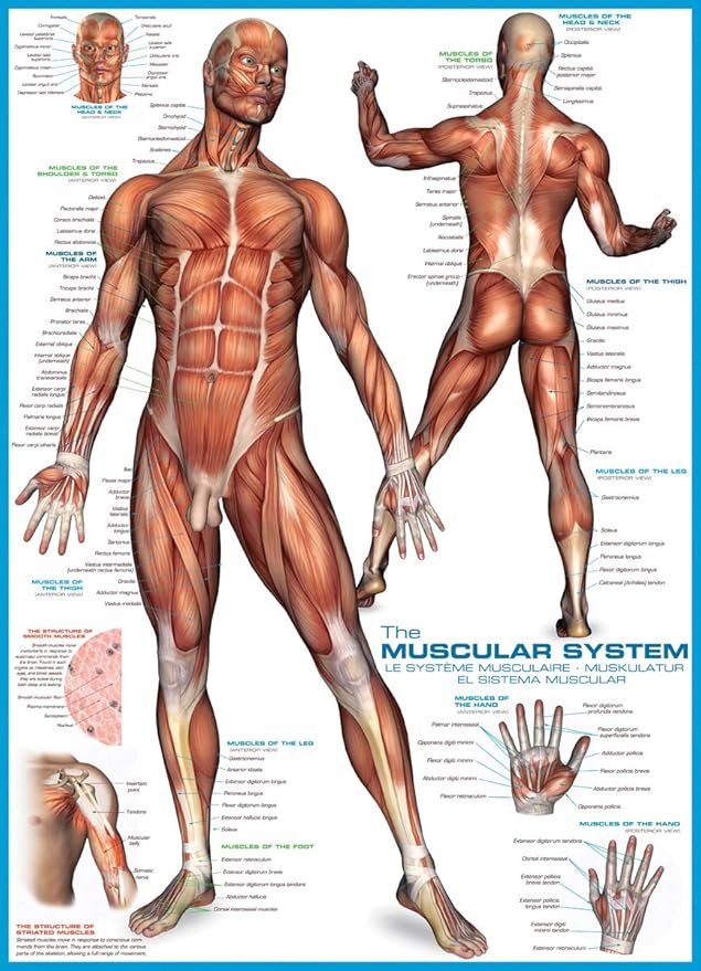 EuroGraphics Muscular System Puzzle (1000-Piece) (6000-2015)