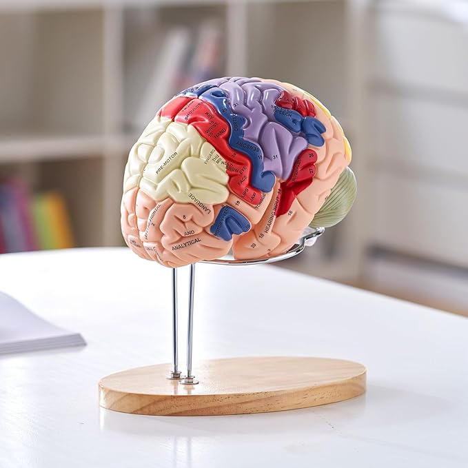 VEVOR 4-Part Human Brain Model Anatomy with Labels & Display Base, Color-Coded Life Size Human Brain Anatomical Model for Science Classroom Study & Display