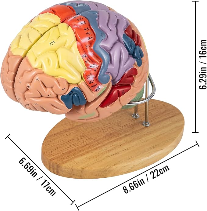 VEVOR 4-Part Human Brain Model Anatomy with Labels & Display Base, Color-Coded Life Size Human Brain Anatomical Model for Science Classroom Study & Display