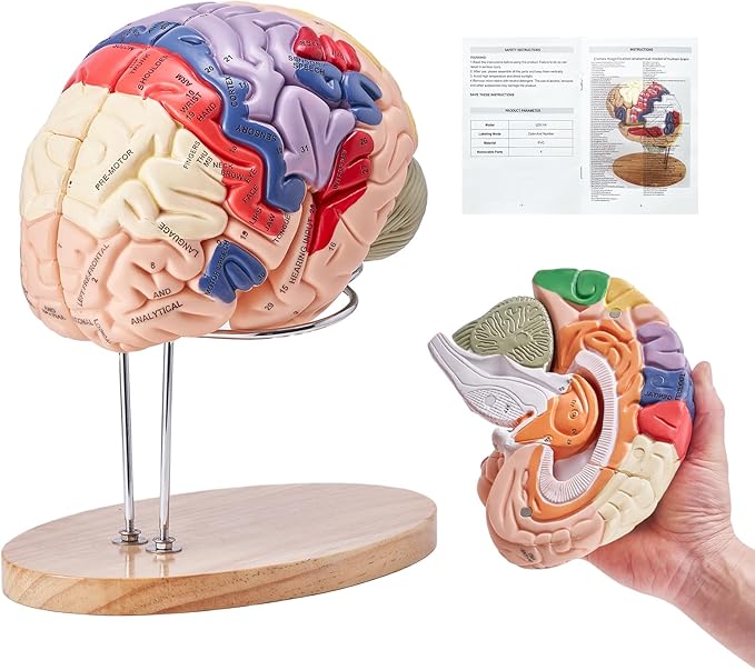 VEVOR 4-Part Human Brain Model Anatomy with Labels & Display Base, Color-Coded Life Size Human Brain Anatomical Model for Science Classroom Study & Display