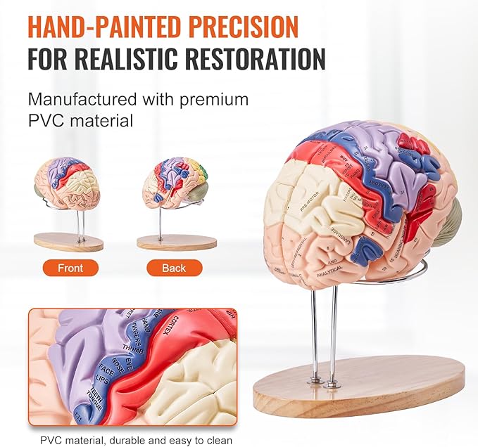 VEVOR 4-Part Human Brain Model Anatomy with Labels & Display Base, Color-Coded Life Size Human Brain Anatomical Model for Science Classroom Study & Display
