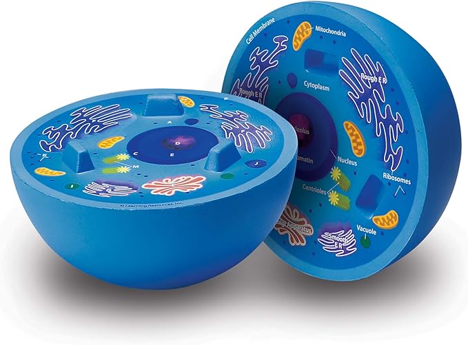 Learning Resources Cross-Section Animal Cell Model - STEM Biology Gifts, Molecular Science Activities , Microbiology ,Classroom and Teacher Must Haves, Homeschool Materials, Model Kit Tools
