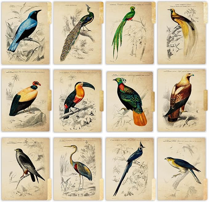 PARTH IMPEX 12 Pack Decorative File Folders, 1/3 Cut Tab with Assorted Positions, Letter Size Paper Holders (9.75” x 11.75”) Matte Finish Laminated for Office School Work - Vintage Birds Design