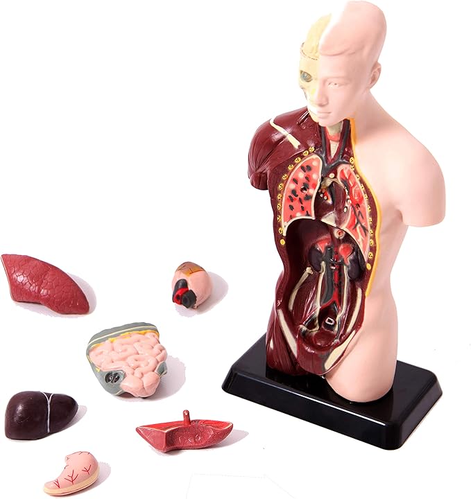 Edu Science 03093 Vinco Mini Torso, Multi-Color