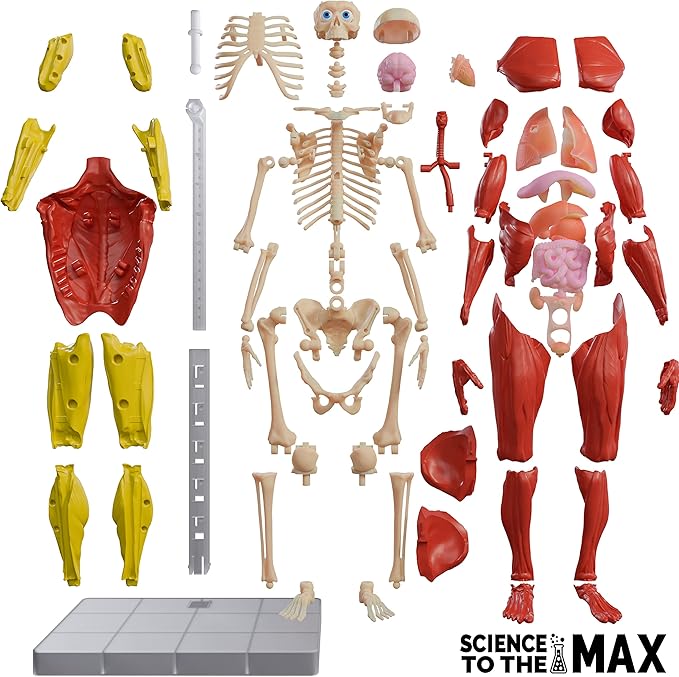 Be Amazing! Toys Interactive Human Body - 60 Piece Fully Poseable Anatomy Figure – 14” Tall Model - Anatomy Kit – Removable Muscles, Organs,Bones STEM Toy – Ages 8+