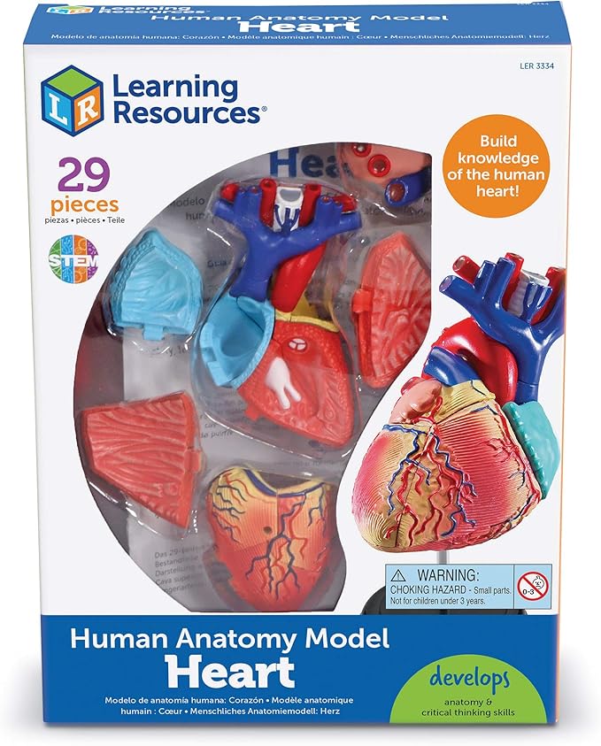 Learning Resources Human Heart Model, Anatomy and Science Classroom Must Haves, Body Model, STEM Study Tools, Back to School Kits, Homeschool Gifts for Students
