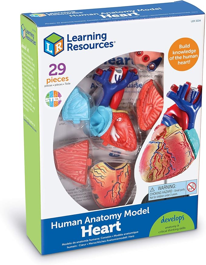Learning Resources Human Heart Model, Anatomy and Science Classroom Must Haves, Body Model, STEM Study Tools, Back to School Kits, Homeschool Gifts for Students