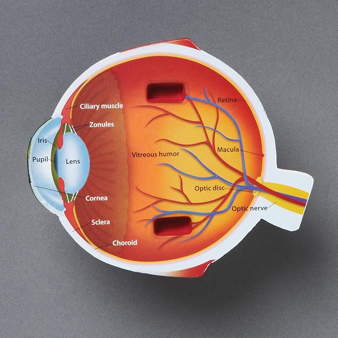 Learning Resources Soft Foam Cross-Section Human Eye Model - 3D Model for Kids, Biology Classroom Supplies & Science Equipment, Human Anatomy and Physiology Study Tools, Science Classroom Decor