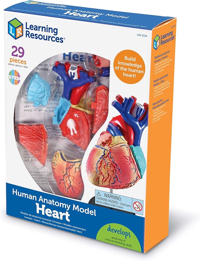 Learning Resources Human Heart Model, Anatomy and Science Classroom Must Haves, Body Model, STEM Study Tools, Back to School Kits, Homeschool Gifts for Students